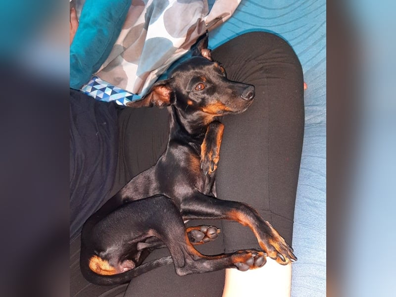 Kleiner Deckrüde für unsere zuckersüße Zelda gesucht