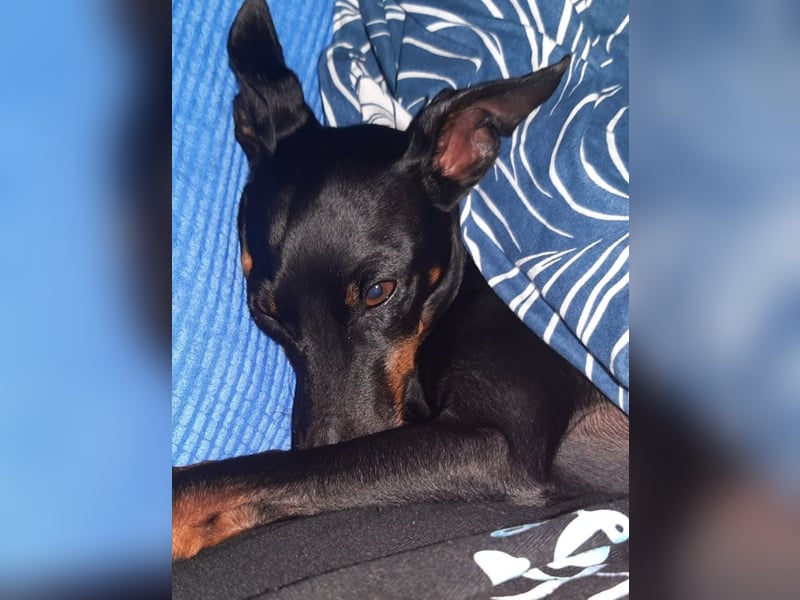 Kleiner Deckrüde für unsere zuckersüße Zelda gesucht