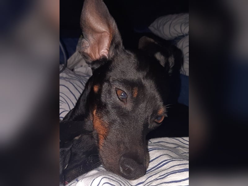 Kleiner Deckrüde für unsere zuckersüße Zelda gesucht