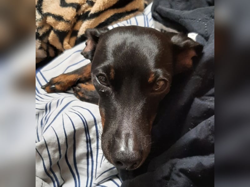 Kleiner Deckrüde für unsere zuckersüße Zelda gesucht