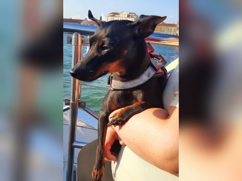 Kleiner Deckrüde für unsere zuckersüße Zelda gesucht