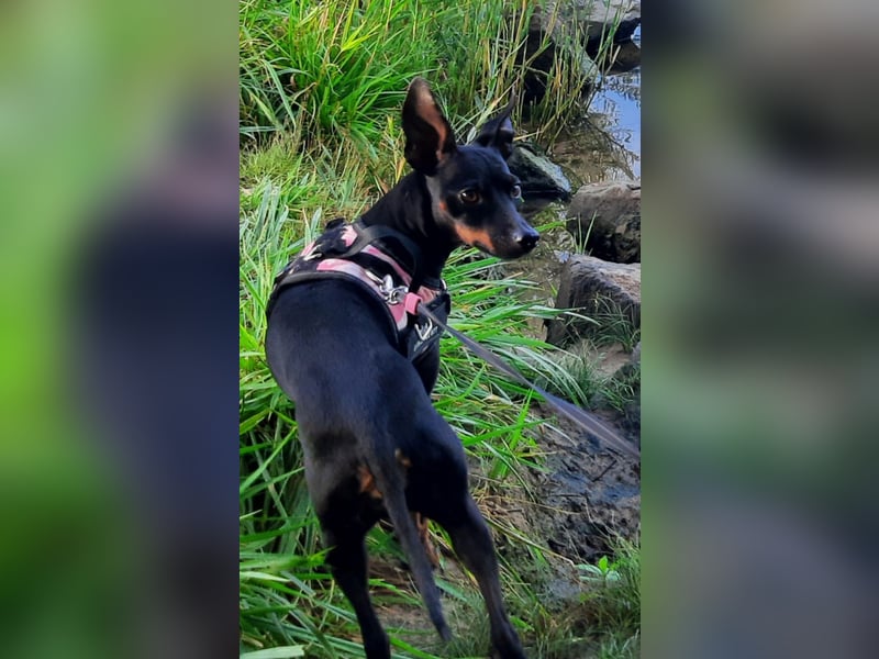 Kleiner Deckrüde für unsere zuckersüße Zelda gesucht