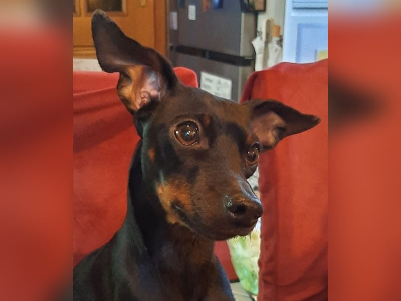 Kleiner Deckrüde für unsere zuckersüße Zelda gesucht