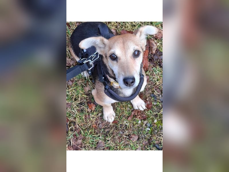 Fáni, ruhiges Seelchen, ca. 8 Jahre, ca. 24 cm, ca. 7 kg *in 79585 Steinen*