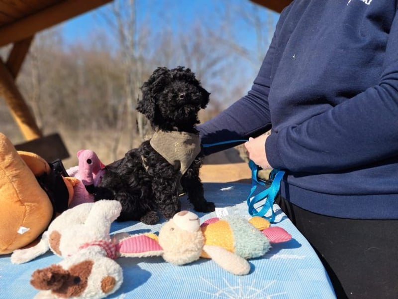 Arthos, kleines Energiebündel, ca. 3 Monate, ca. 18 cm, ca. 2 kg *bald in 80687 München*