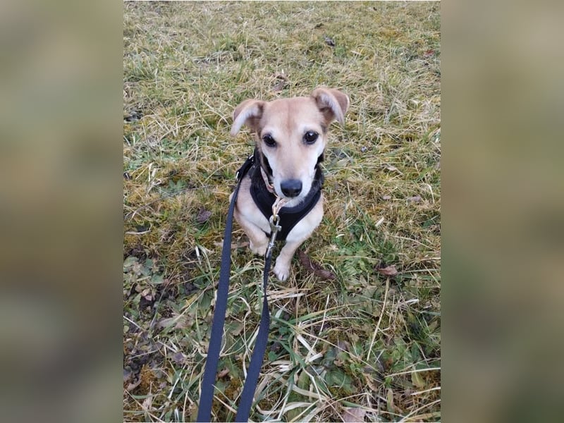 Fáni, ruhiges Seelchen, ca. 8 Jahre, ca. 24 cm, ca. 7 kg *in 79585 Steinen*