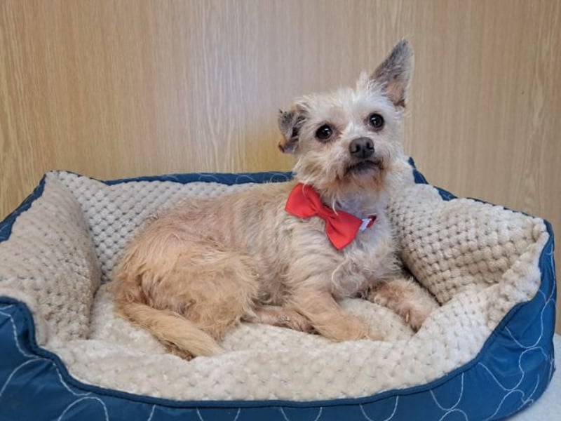 Lia, reizende Hundedame, ca. 9 Jahre, ca. 22 cm, ca. 4 kg