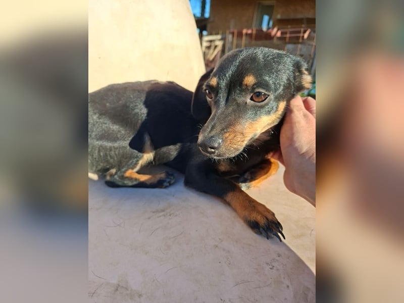 Csiperke, zauberhafte Kämpferin, ca. 2 Jahre, ca. 25 cm, ca. 4 kg *bald in 81737 München*