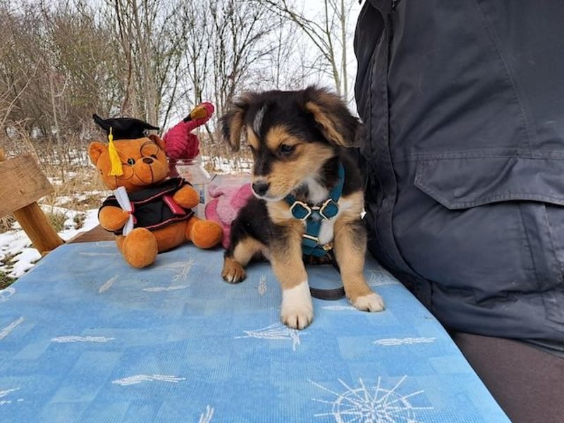 Little Rocky, kleiner, großer Schmuser, ca. 4 Monate, ca. 23 cm, ca. 4 kg *in 83250 Marquartstein*