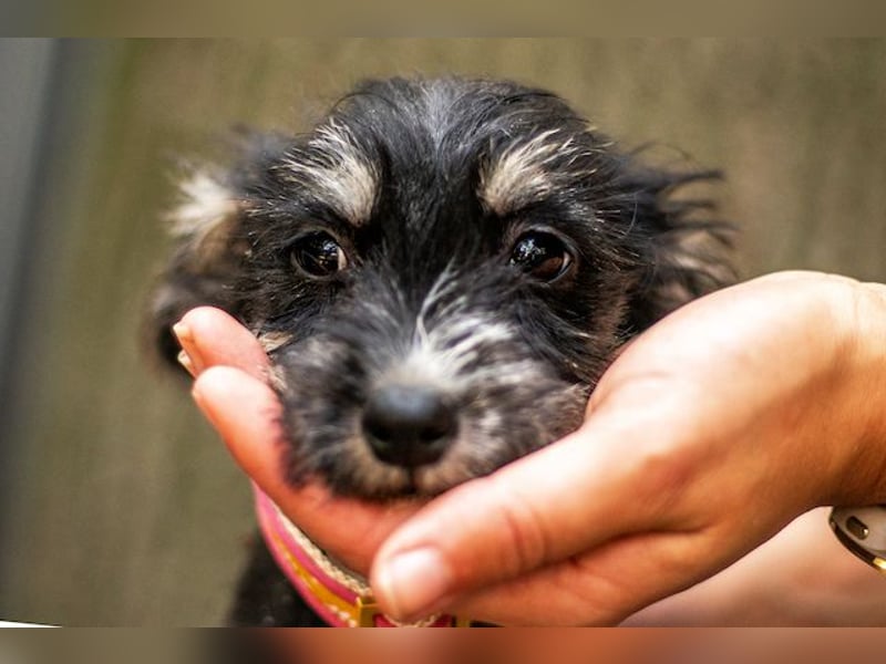 Loredana, klitzekleines Prinzesschen, ca. 5 Monate, ca. 17 cm, ca. 1 kg *in 65520 Bad Camberg*