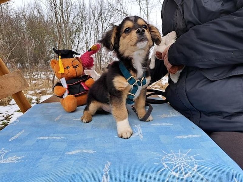 Little Rocky, kleiner, großer Schmuser, ca. 4 Monate, ca. 23 cm, ca. 4 kg *in 83250 Marquartstein*