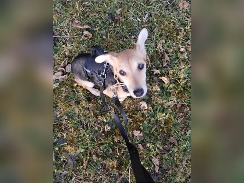 Fáni, ruhiges Seelchen, ca. 8 Jahre, ca. 24 cm, ca. 7 kg *in 79585 Steinen*