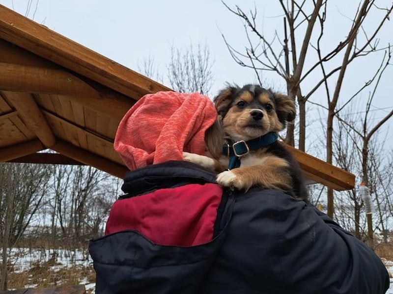 Little Rocky, kleiner, großer Schmuser, ca. 4 Monate, ca. 23 cm, ca. 4 kg *in 83250 Marquartstein*