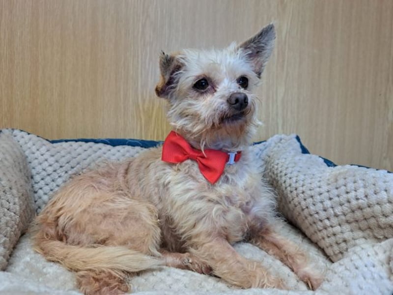 Lia, reizende Hundedame, ca. 9 Jahre, ca. 22 cm, ca. 4 kg