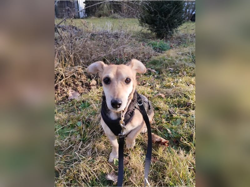 Fáni, ruhiges Seelchen, ca. 8 Jahre, ca. 24 cm, ca. 7 kg *in 79585 Steinen*