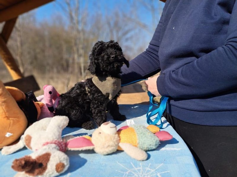 Arthos, kleines Energiebündel, ca. 3 Monate, ca. 18 cm, ca. 2 kg *bald in 80687 München*