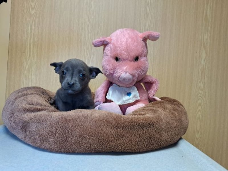 Misty, zartes Welpenmäuschen, ca. 3 Monate, ca. 14 cm, ca. 1 kg