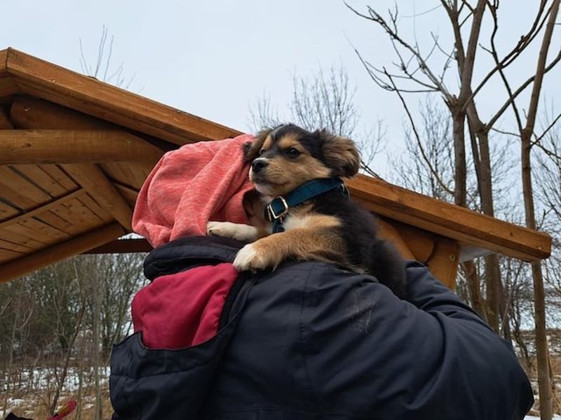 Little Rocky, kleiner, großer Schmuser, ca. 4 Monate, ca. 23 cm, ca. 4 kg *in 83250 Marquartstein*