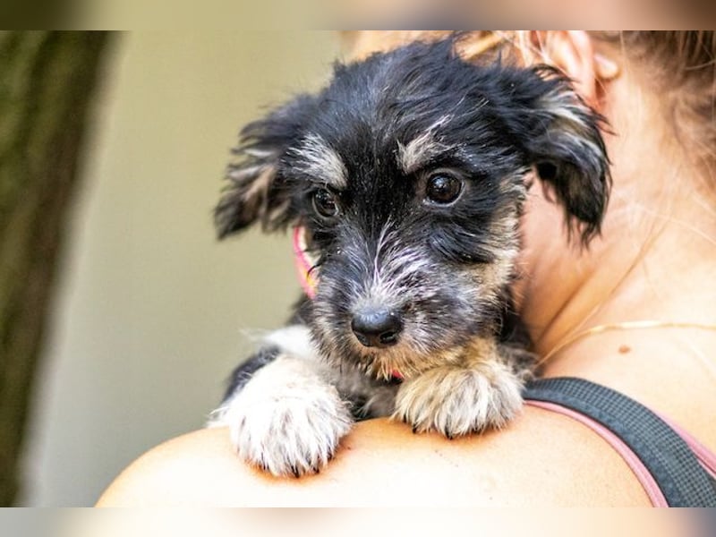 Loredana, klitzekleines Prinzesschen, ca. 5 Monate, ca. 17 cm, ca. 1 kg *in 65520 Bad Camberg*