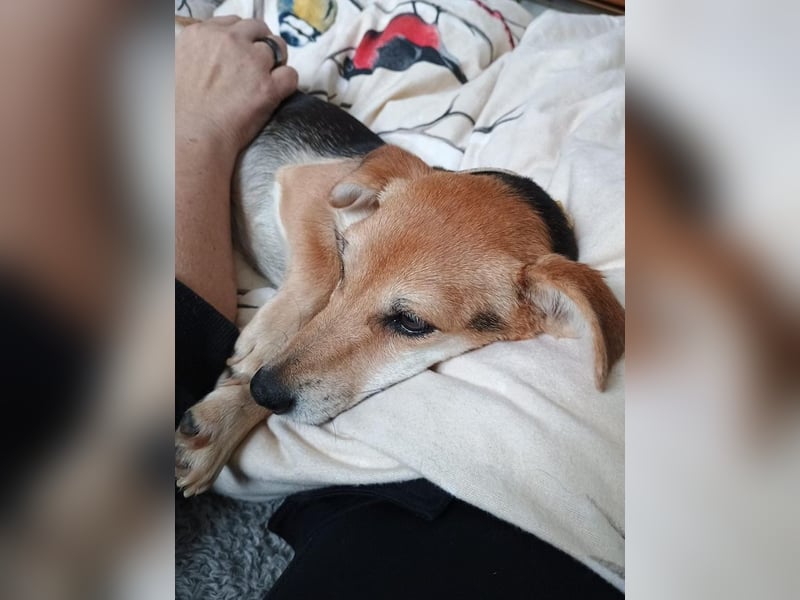 Fáni, ruhiges Seelchen, ca. 8 Jahre, ca. 24 cm, ca. 7 kg *in 79585 Steinen*