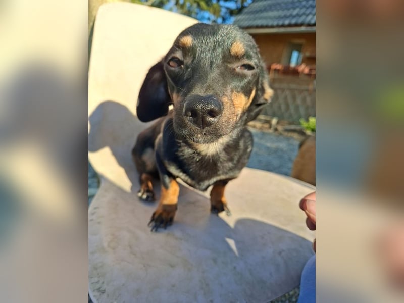 Csiperke, zauberhafte Kämpferin, ca. 2 Jahre, ca. 25 cm, ca. 4 kg *bald in 81737 München*