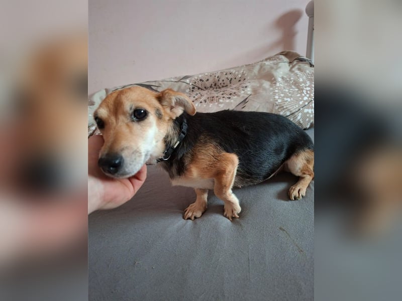 Fáni, ruhiges Seelchen, ca. 8 Jahre, ca. 24 cm, ca. 7 kg *in 79585 Steinen*