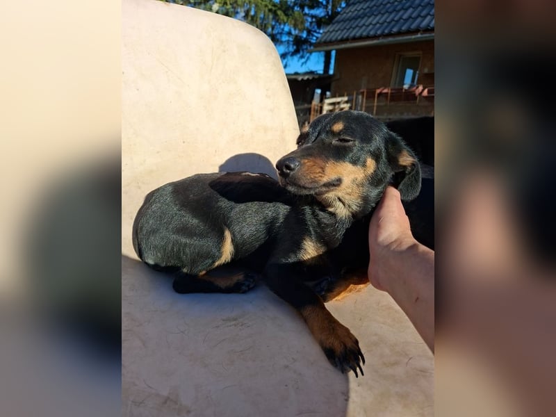 Csiperke, zauberhafte Kämpferin, ca. 2 Jahre, ca. 25 cm, ca. 4 kg *bald in 81737 München*