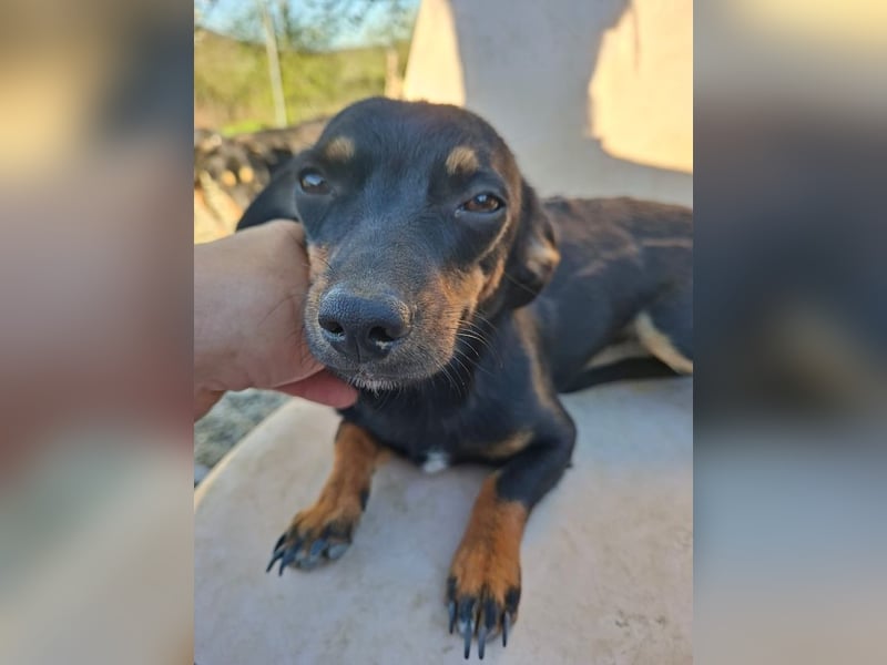 Csiperke, zauberhafte Kämpferin, ca. 2 Jahre, ca. 25 cm, ca. 4 kg *bald in 81737 München*