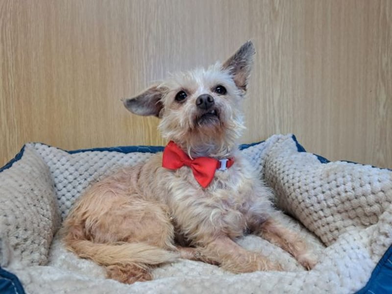 Lia, reizende Hundedame, ca. 9 Jahre, ca. 22 cm, ca. 4 kg