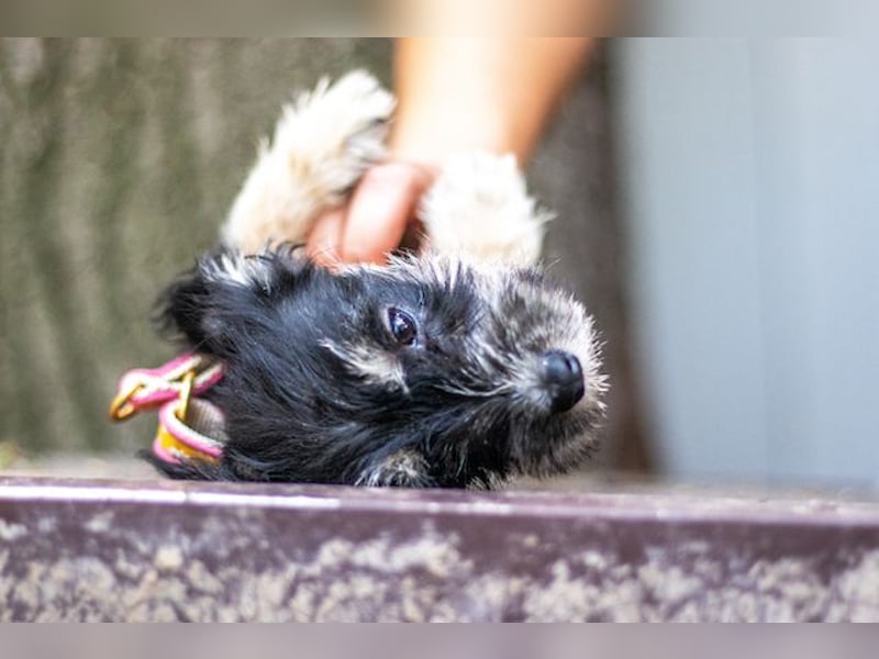 Loredana, klitzekleines Prinzesschen, ca. 5 Monate, ca. 17 cm, ca. 1 kg *in 65520 Bad Camberg*