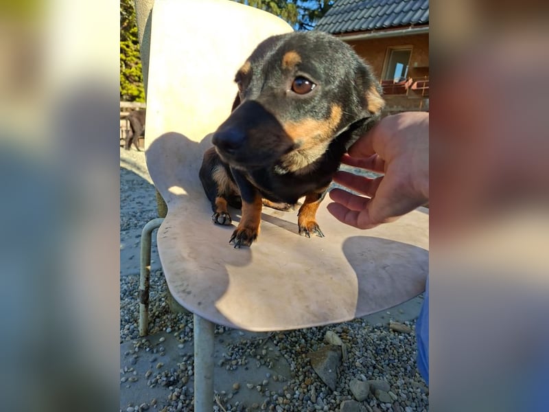 Csiperke, zauberhafte Kämpferin, ca. 2 Jahre, ca. 25 cm, ca. 4 kg *bald in 81737 München*