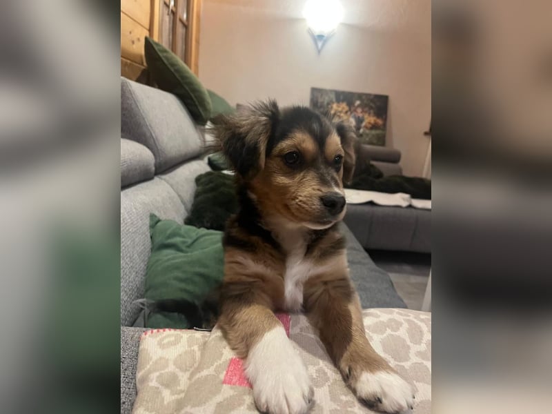 Little Rocky, kleiner, großer Schmuser, ca. 4 Monate, ca. 23 cm, ca. 4 kg *in 83250 Marquartstein*