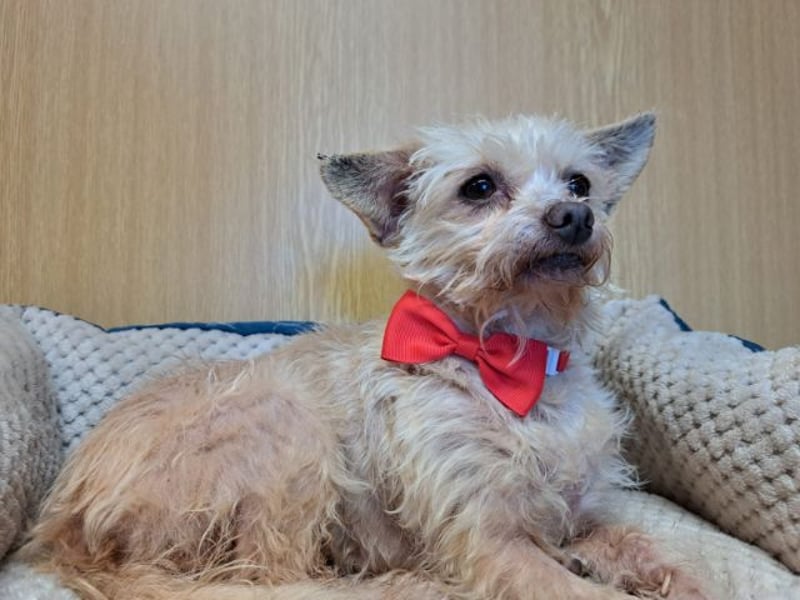 Lia, reizende Hundedame, ca. 9 Jahre, ca. 22 cm, ca. 4 kg