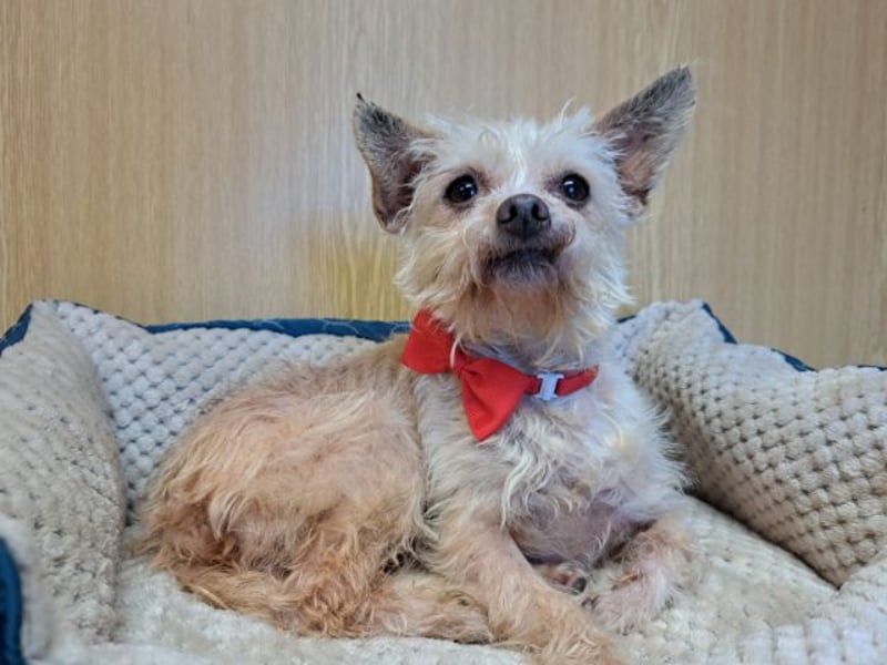 Lia, reizende Hundedame, ca. 9 Jahre, ca. 22 cm, ca. 4 kg