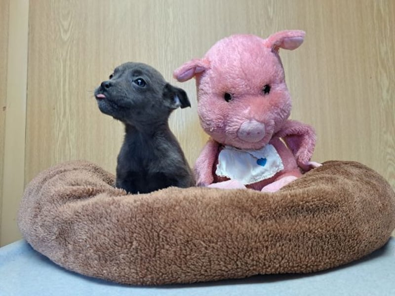 Misty, zartes Welpenmäuschen, ca. 3 Monate, ca. 14 cm, ca. 1 kg