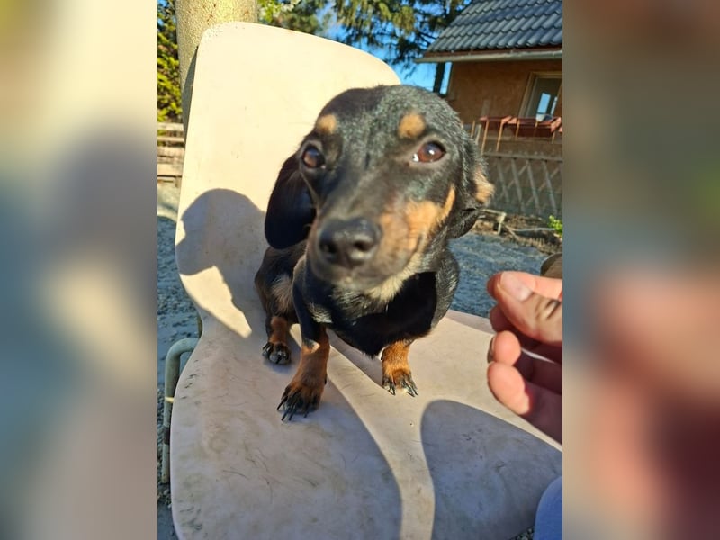 Csiperke, zauberhafte Kämpferin, ca. 2 Jahre, ca. 25 cm, ca. 4 kg *bald in 81737 München*