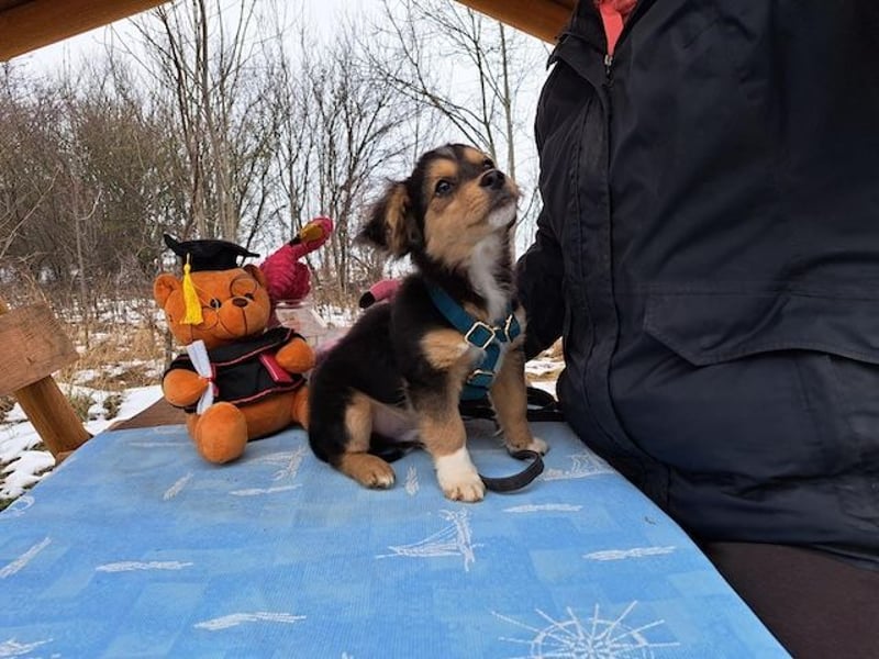 Little Rocky, kleiner, großer Schmuser, ca. 4 Monate, ca. 23 cm, ca. 4 kg *in 83250 Marquartstein*