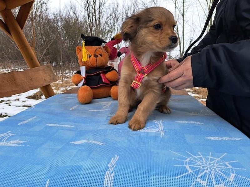 Holly, zartes Welpenmädel, ca. 3 Monate, ca. 21 cm, ca. 3 kg *bald in 81737 München*