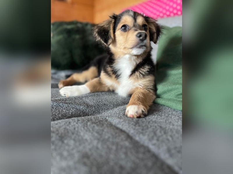 Little Rocky, kleiner, großer Schmuser, ca. 4 Monate, ca. 23 cm, ca. 4 kg *in 83250 Marquartstein*