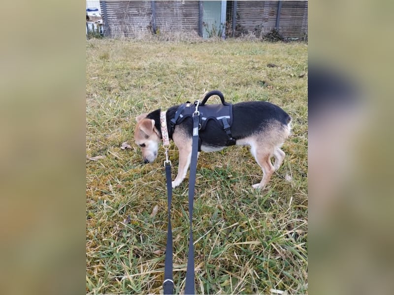 Fáni, ruhiges Seelchen, ca. 8 Jahre, ca. 24 cm, ca. 7 kg *in 79585 Steinen*