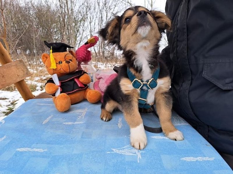 Little Rocky, kleiner, großer Schmuser, ca. 4 Monate, ca. 23 cm, ca. 4 kg *in 83250 Marquartstein*