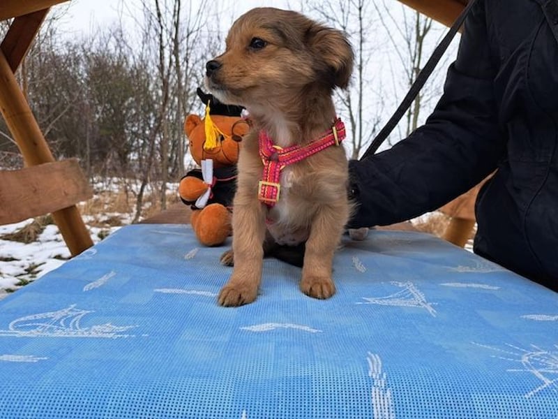 Holly, zartes Welpenmädel, ca. 3 Monate, ca. 21 cm, ca. 3 kg *bald in 81737 München*