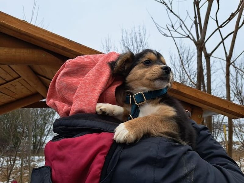 Little Rocky, kleiner, großer Schmuser, ca. 4 Monate, ca. 23 cm, ca. 4 kg *in 83250 Marquartstein*