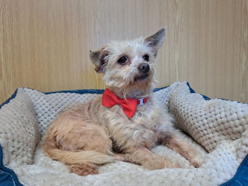 Lia, reizende Hundedame, ca. 9 Jahre, ca. 22 cm, ca. 4 kg