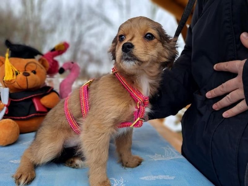 Holly, zartes Welpenmädel, ca. 3 Monate, ca. 21 cm, ca. 3 kg *bald in 81737 München*