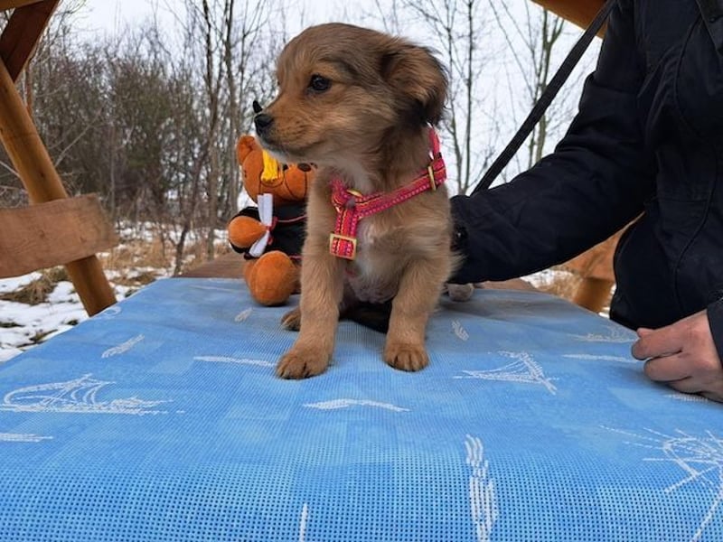 Holly, zartes Welpenmädel, ca. 3 Monate, ca. 21 cm, ca. 3 kg *bald in 81737 München*