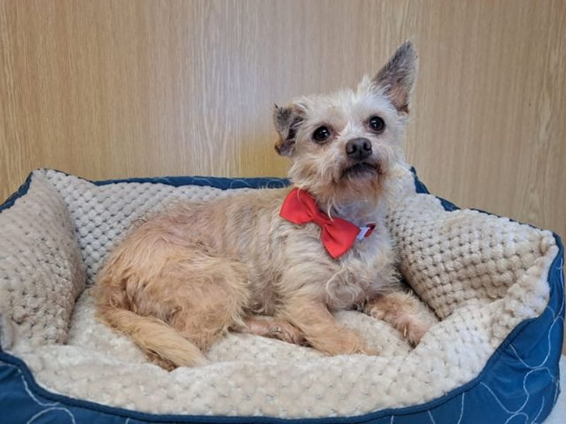 Lia, reizende Hundedame, ca. 9 Jahre, ca. 22 cm, ca. 4 kg