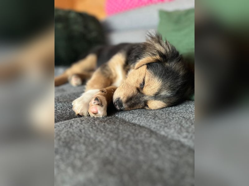 Little Rocky, kleiner, großer Schmuser, ca. 4 Monate, ca. 23 cm, ca. 4 kg *in 83250 Marquartstein*