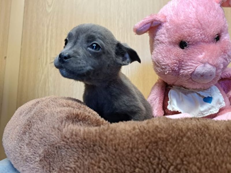 Misty, zartes Welpenmäuschen, ca. 3 Monate, ca. 14 cm, ca. 1 kg