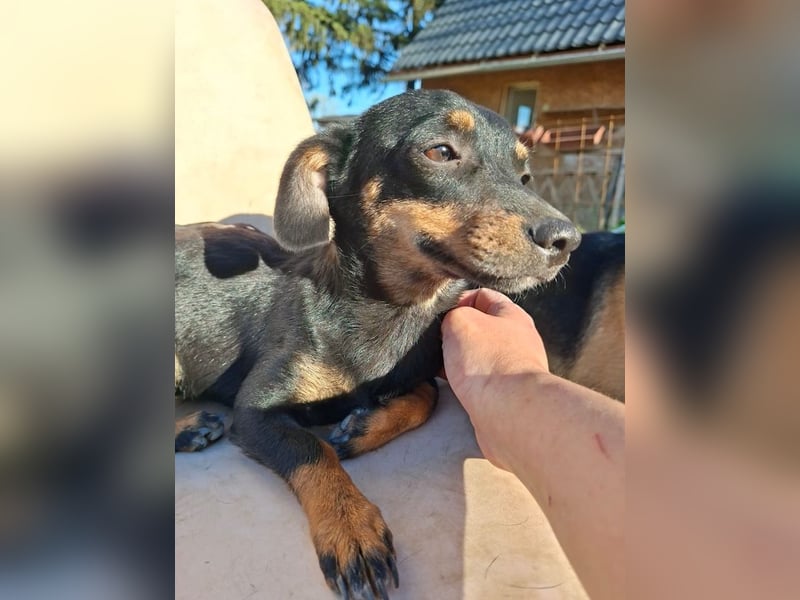 Csiperke, zauberhafte Kämpferin, ca. 2 Jahre, ca. 25 cm, ca. 4 kg *bald in 81737 München*